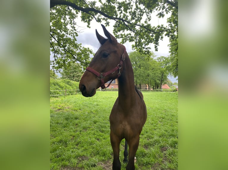 Koń westfalski Wałach 3 lat 172 cm Gniada in Emsdetten