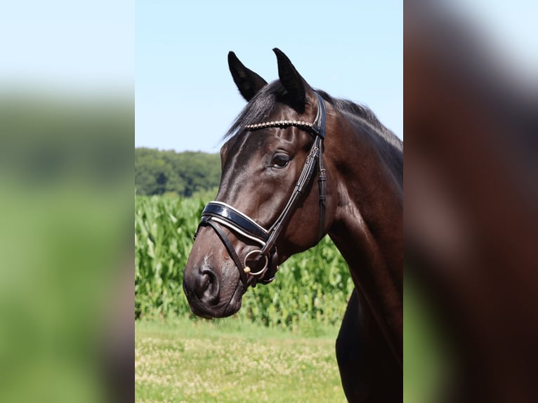 Koń westfalski Wałach 3 lat 172 cm Kara in Haftenkamp