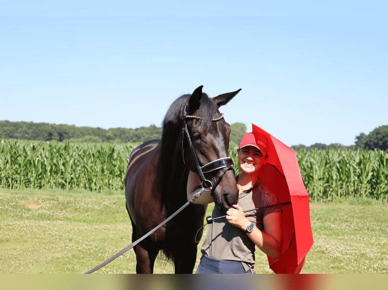 Koń westfalski Wałach 3 lat 172 cm Kara in Haftenkamp