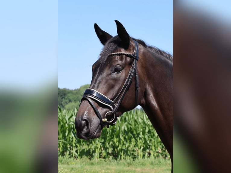Koń westfalski Wałach 3 lat 172 cm Kara in Haftenkamp