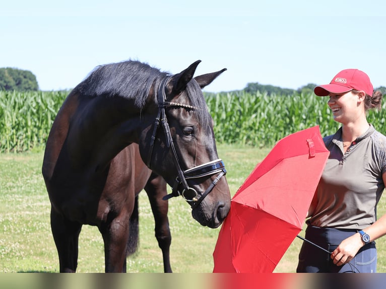 Koń westfalski Wałach 3 lat 172 cm Kara in Haftenkamp