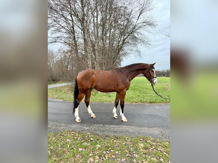 Koń westfalski Wałach 3 lat 173 cm Gniada in Lingen