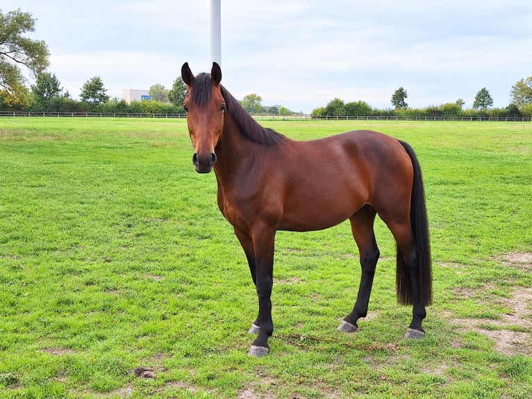 Koń westfalski Wałach 3 lat 173 cm Gniada in Coesfeld