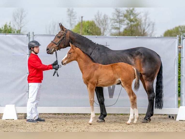 Koń westfalski Wałach 3 lat 175 cm Gniada in Frankenberg (Eder)