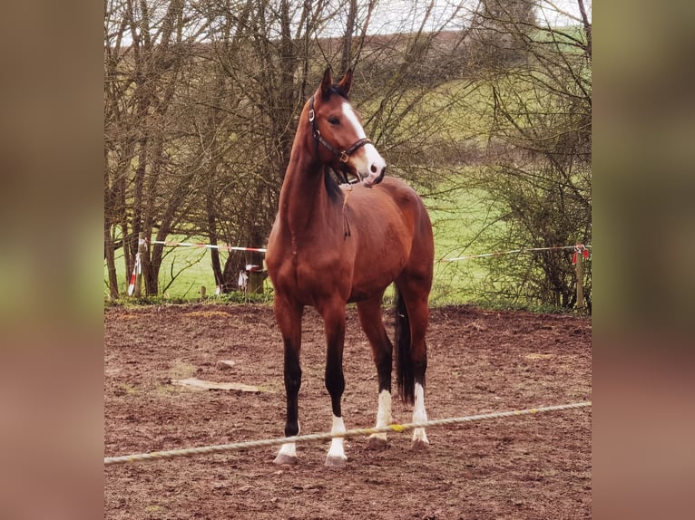 Koń westfalski Wałach 3 lat 175 cm Gniada in Frankenberg (Eder)