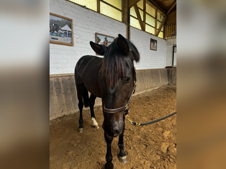 Koń westfalski Wałach 3 lat 178 cm Kara in Viersen