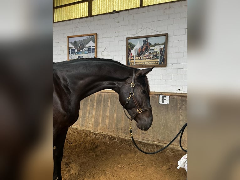 Koń westfalski Wałach 3 lat 178 cm Kara in Viersen