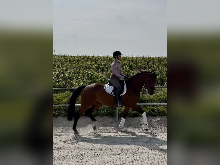 Koń westfalski Wałach 3 lat in Windesheim