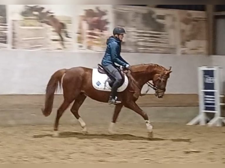 Koń westfalski Wałach 4 lat 154 cm Kasztanowata in Bergisch Gladbach