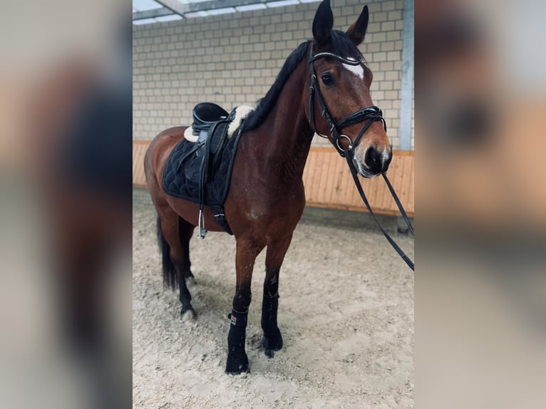 Koń westfalski Wałach 4 lat 160 cm Gniada in Datteln