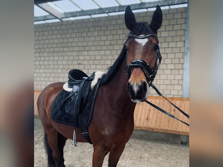 Koń westfalski Wałach 4 lat 160 cm Gniada in Datteln