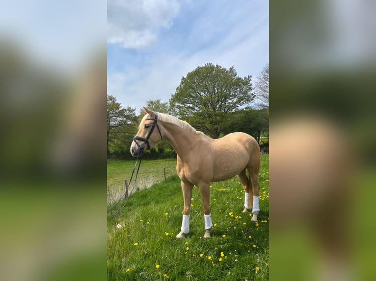 Koń westfalski Wałach 4 lat 160 cm Izabelowata in Langballig