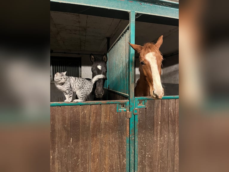 Koń westfalski Wałach 4 lat 160 cm Kara in Nümbrecht