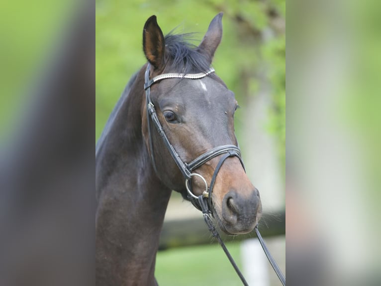 Koń westfalski Wałach 4 lat 162 cm Ciemnogniada in Yonne