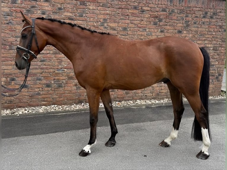 Koń westfalski Wałach 4 lat 162 cm Gniada in Niederkassel