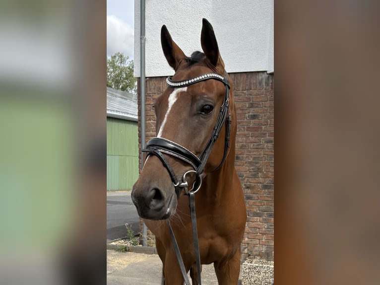 Koń westfalski Wałach 4 lat 162 cm Gniada in Niederkassel