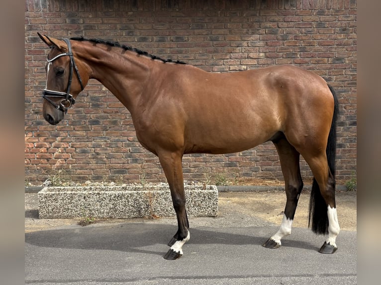 Koń westfalski Wałach 4 lat 162 cm Gniada in Niederkassel