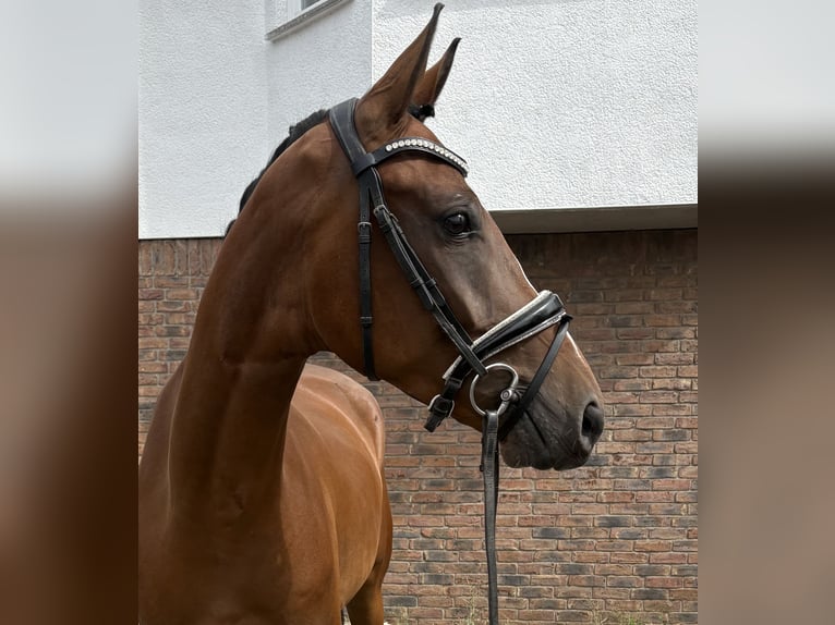 Koń westfalski Wałach 4 lat 162 cm Gniada in Niederkassel