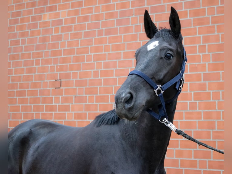 Koń westfalski Wałach 4 lat 162 cm Kara in Ahlen