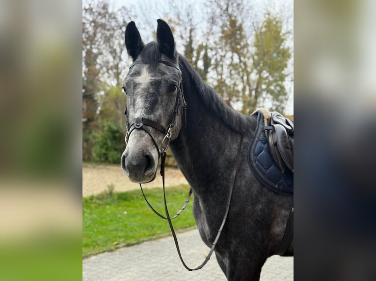 Koń westfalski Wałach 4 lat 163 cm Karosiwa in Hamm