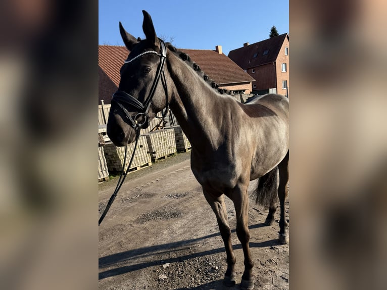 Koń westfalski Wałach 4 lat 163 cm Skarogniada in Garbsen