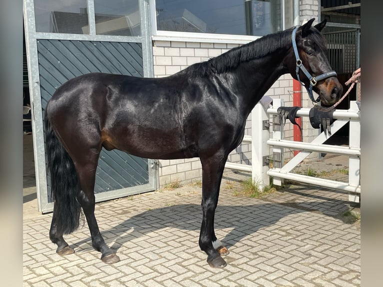 Koń westfalski Wałach 4 lat 163 cm Skarogniada in Werne