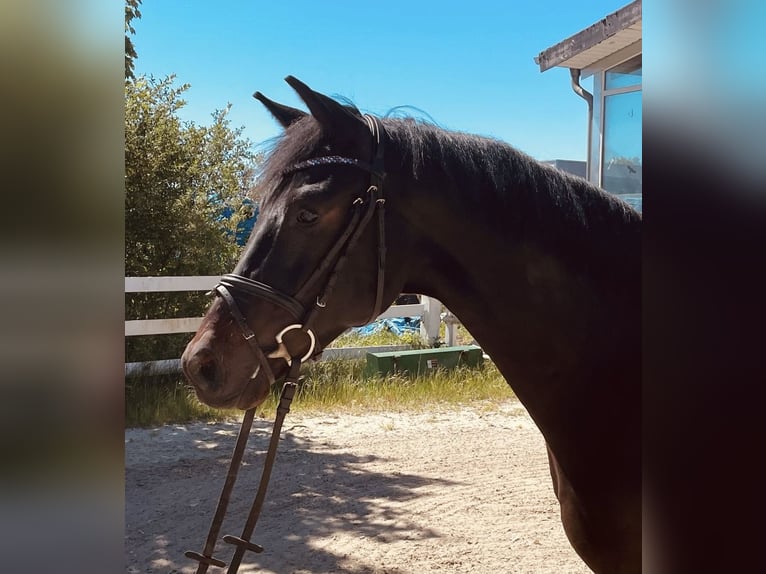 Koń westfalski Wałach 4 lat 163 cm Skarogniada in Werne