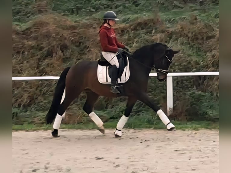 Koń westfalski Wałach 4 lat 164 cm Ciemnogniada in Much