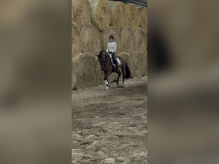 Koń westfalski Wałach 4 lat 164 cm Gniada in Wesel