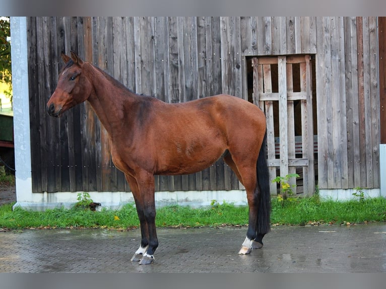 Koń westfalski Wałach 4 lat 164 cm Gniada in Wesel