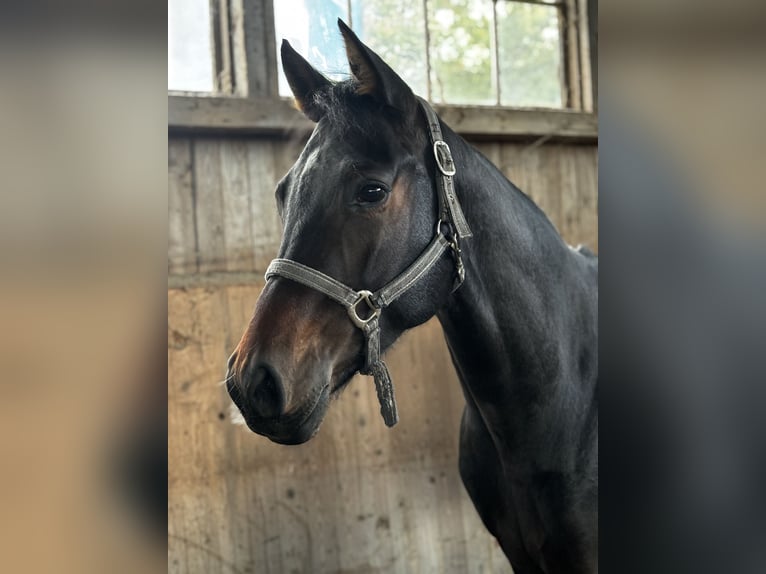 Koń westfalski Wałach 4 lat 165 cm Ciemnogniada in Nienhagen