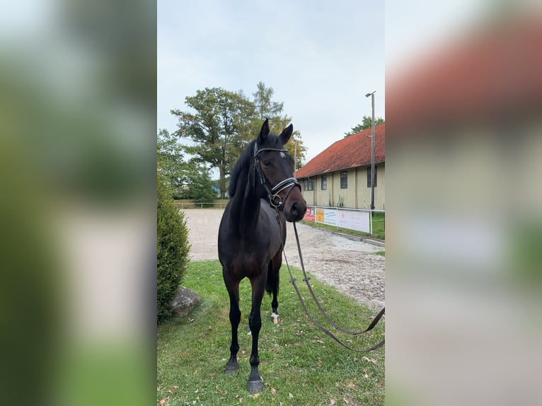 Koń westfalski Wałach 4 lat 165 cm Ciemnogniada in Nienhagen