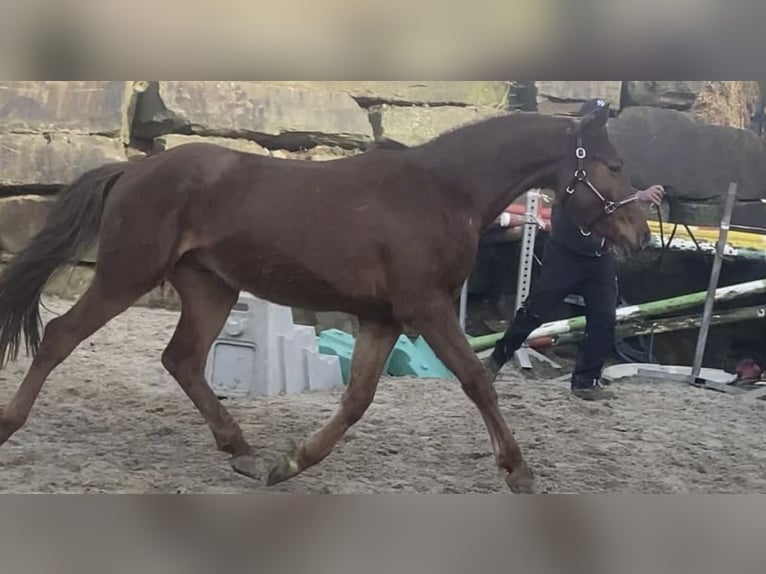 Koń westfalski Wałach 4 lat 165 cm Cisawa in Overath