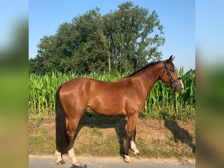 Koń westfalski Wałach 4 lat 165 cm Gniada in Bad Sassendorf