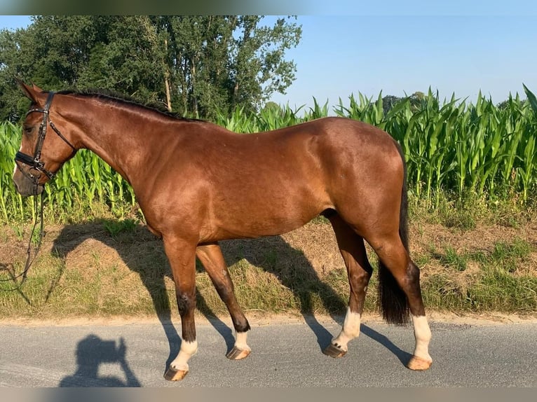 Koń westfalski Wałach 4 lat 165 cm Gniada in Bad Sassendorf