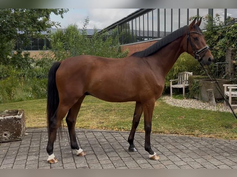 Koń westfalski Wałach 4 lat 165 cm Gniada in Altenberge