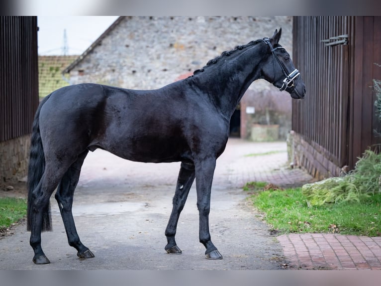 Koń westfalski Wałach 4 lat 165 cm Kara in Bramsche