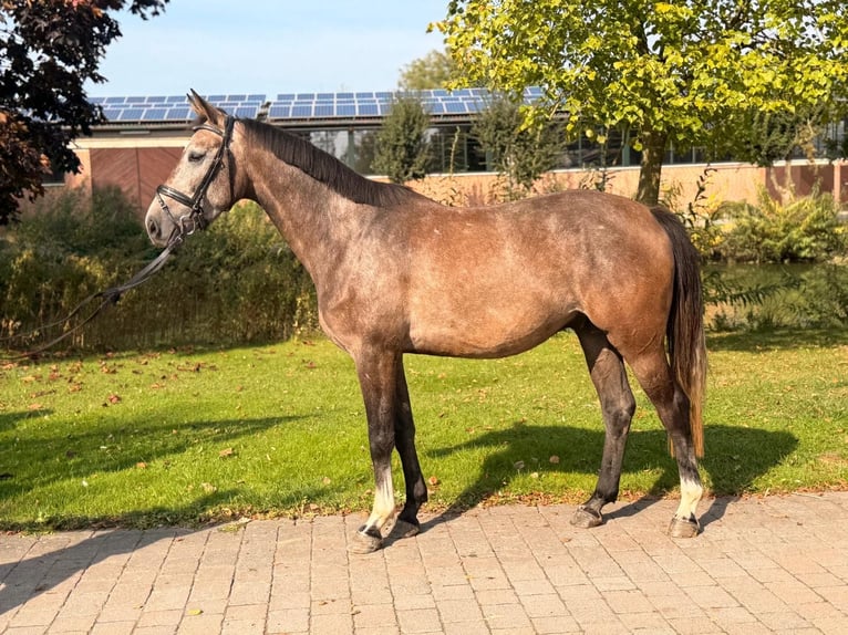 Koń westfalski Wałach 4 lat 165 cm Siwa in Altenberge