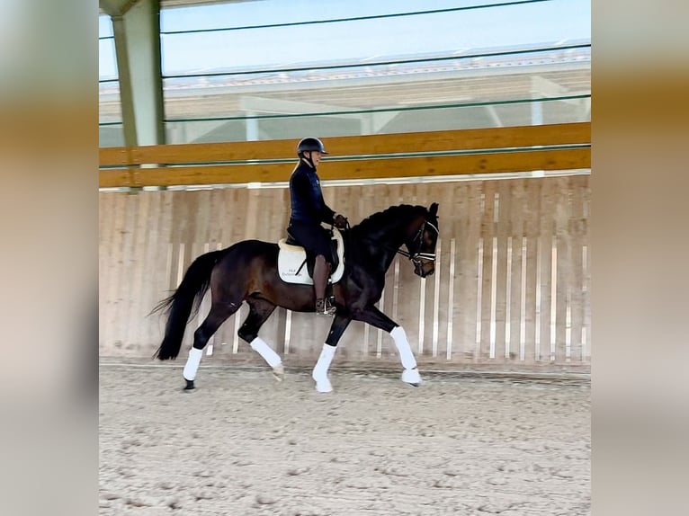 Koń westfalski Wałach 4 lat 165 cm Skarogniada in Gleichen