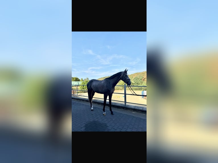 Koń westfalski Wałach 4 lat 166 cm Siwa jabłkowita in Witten