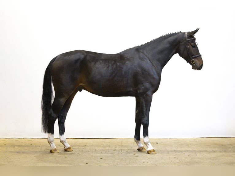 Koń westfalski Wałach 4 lat 167 cm Ciemnogniada in Waddinxveen Koń westfalski Wałach 4 lat 167 cm Ciemnogniada in Waddinxveen