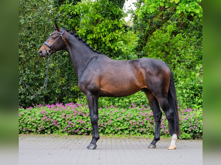 Koń westfalski Wałach 4 lat 167 cm Ciemnogniada in Ostercappeln