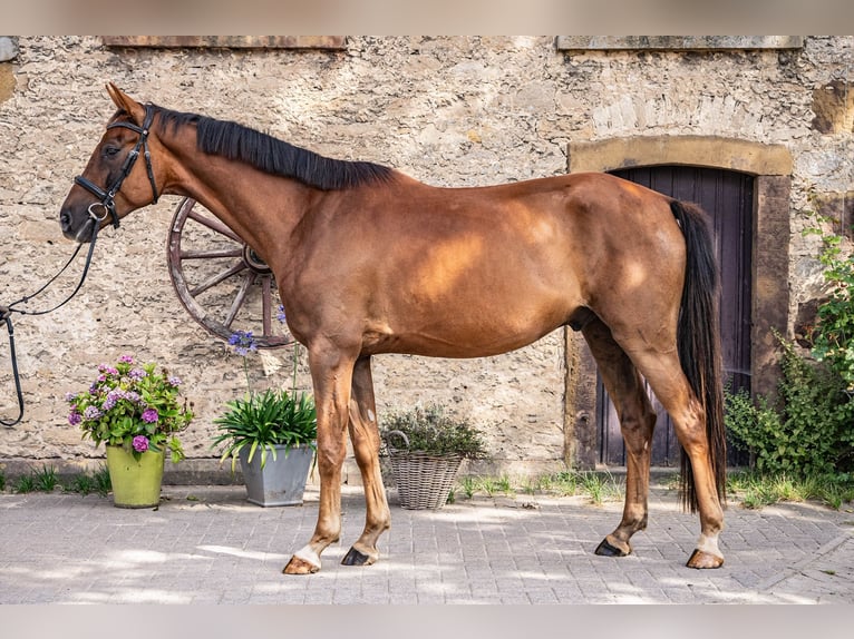 Koń westfalski Wałach 4 lat 167 cm Ciemnokasztanowata in Glandorf