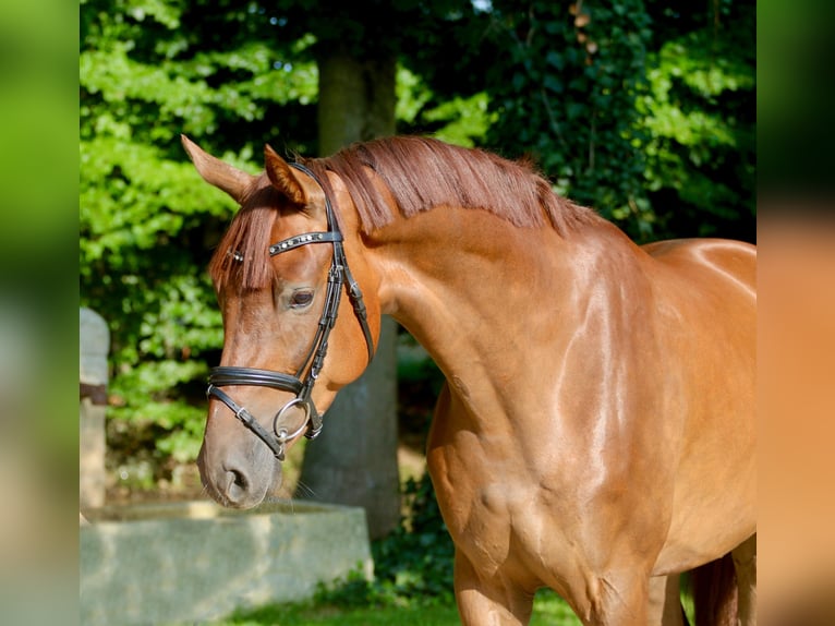 Koń westfalski Wałach 4 lat 167 cm Kasztanowata in H&#xF6;rstel