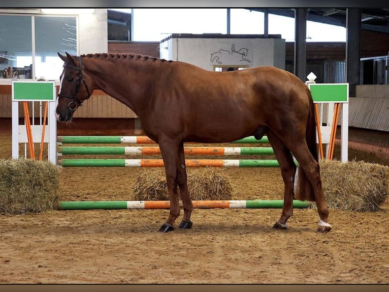 Koń westfalski Wałach 4 lat 167 cm Kasztanowata in Nottuln