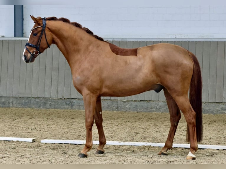 Koń westfalski Wałach 4 lat 167 cm Kasztanowata in Nottuln