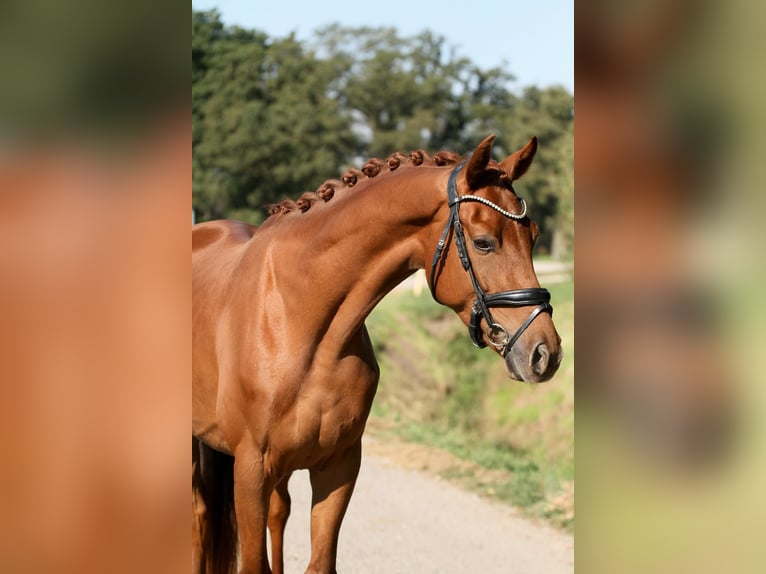 Koń westfalski Wałach 4 lat 167 cm  in Tönisvorst