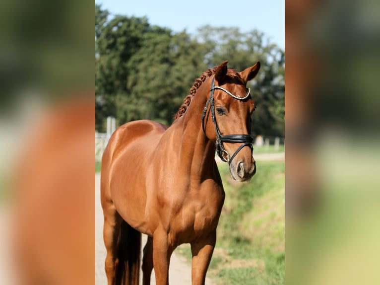 Koń westfalski Wałach 4 lat 167 cm  in Tönisvorst