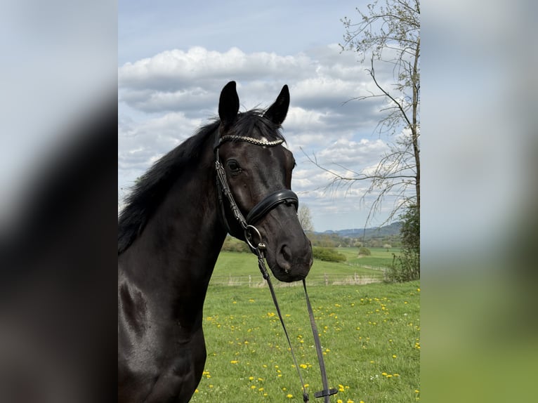 Koń westfalski Wałach 4 lat 167 cm Skarogniada in Attendorn