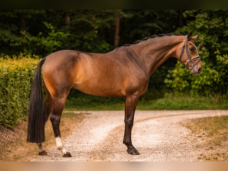 Koń westfalski Wałach 4 lat 168 cm Ciemnogniada in Wehringen